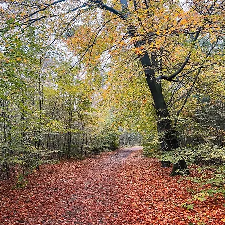 Woudcottage Met Airco! Oisterwijk